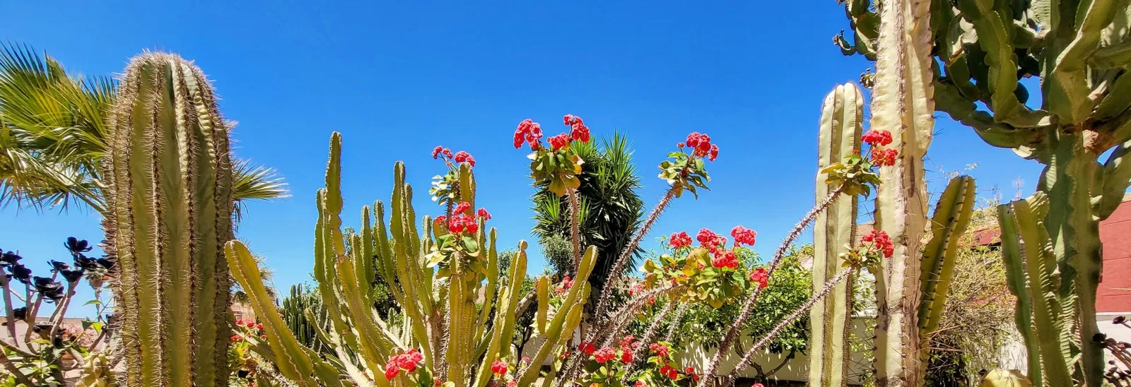 Bloeiende cactussen in een tuin aan de Costa Tropical